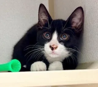 A baby medium-sized male Black & White / Tuxedo Domestic Short Hair cat named Noah for adoption in Winter Haven, FL