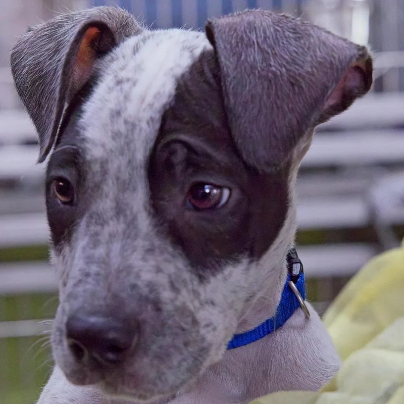 A baby small-sized male Gray / Blue / Silver Terrier dog named Orzo for adoption in South Elgin, IL