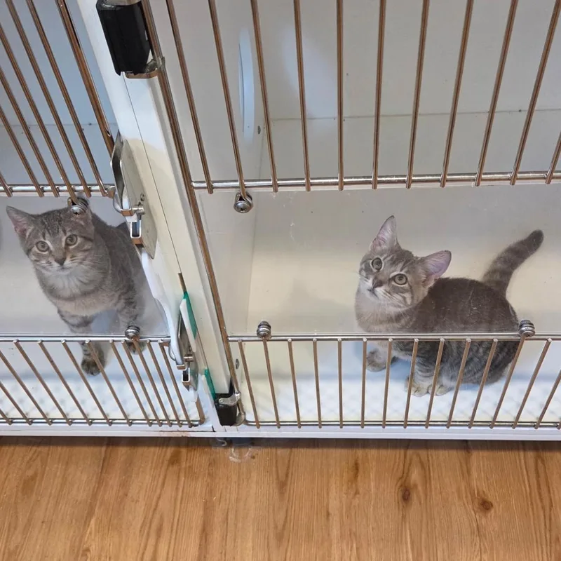 A baby small-sized female Gray / Blue / Silver American Shorthair cat named Casino for adoption in Hull, MA
