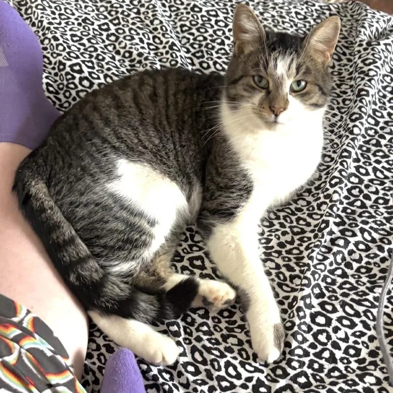 An adult small-sized male Brown / Chocolate Domestic Short Hair cat named Nolan for adoption in Goshen, IN