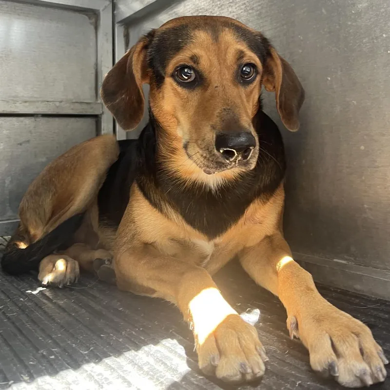 An adult medium-sized male Black Shepherd dog named Gumbo for adoption in Edinburg, TX