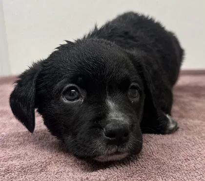 A young medium-sized female Cattle Dog dog named Nancy Gribble for adoption in Phoenix, AZ