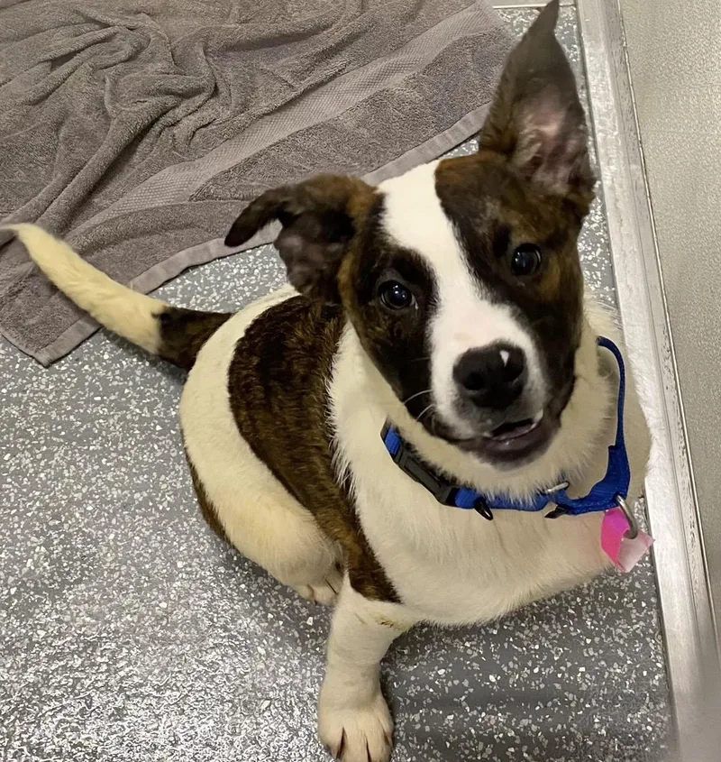 A young medium-sized female Tricolor (Brown, Black, & White) Cattle Dog dog named Astrid for adoption in Las Vegas, NV