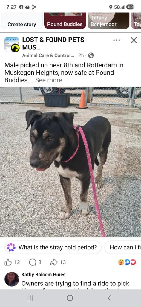 A young medium-sized male Mixed Breed dog named Twin for adoption in Muskegon, MI