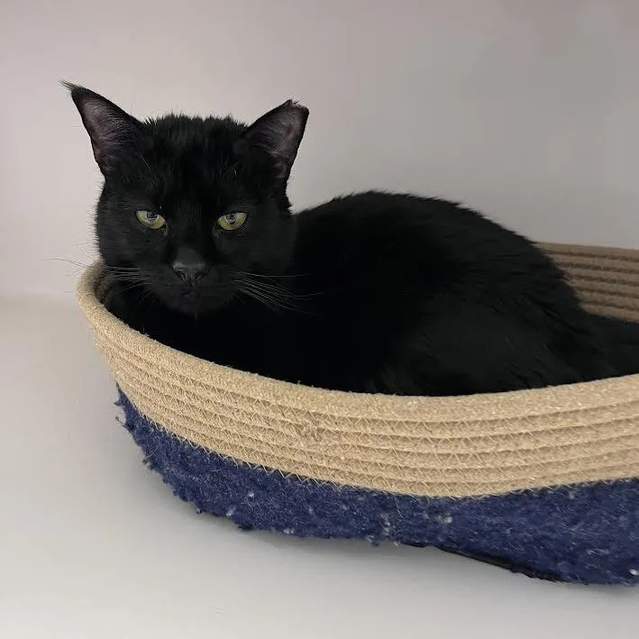 An adult small-sized female Black Domestic Short Hair cat named Eclipse for adoption in Grantsville, UT