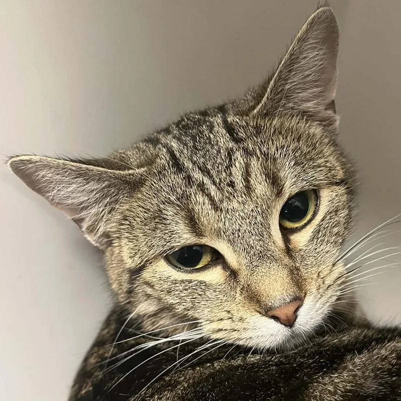 A young small-sized female Tabby (Brown / Chocolate) Domestic Short Hair cat named Birdie for adoption in Robinson, IL