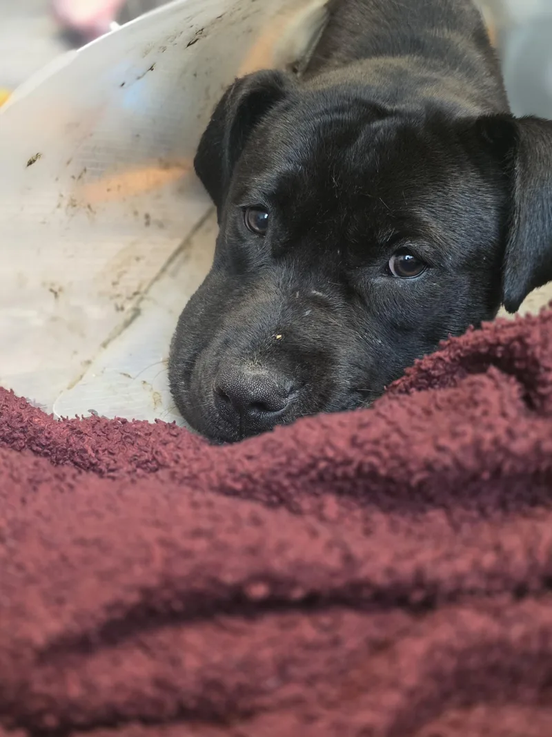 An adult large-sized female Pit Bull Terrier dog named La Brea for adoption in merrillville, IN