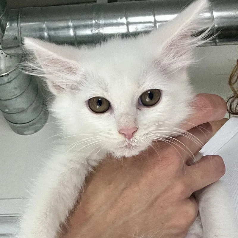 A baby small-sized female White Domestic Long Hair cat named Lovelight for adoption in Juno Beach, FL