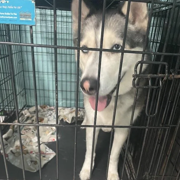 An adult large-sized male Husky dog named D for adoption in Port Charlotte, FL