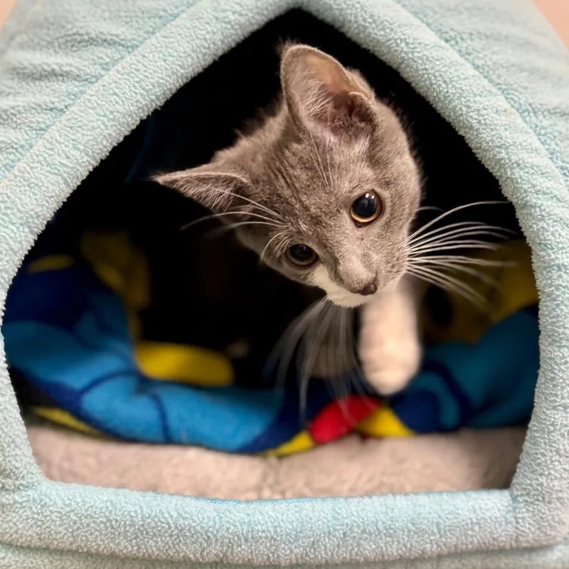 A baby small-sized female White Domestic Short Hair cat named Flamenco for adoption in Westhampton, NY