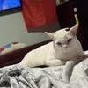 An adult extra large-sized female White Domestic Short Hair cat named Lily for adoption in West Palm Beach, FL