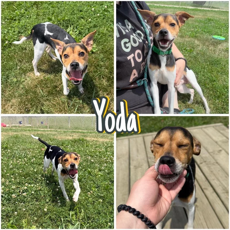Yoda thumbnail 6