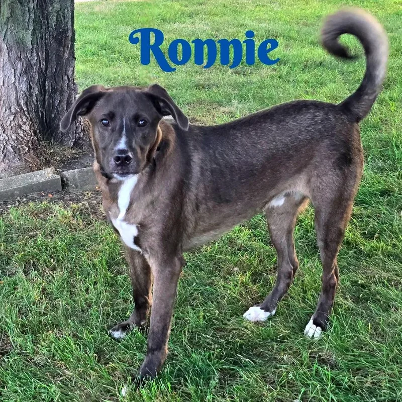 Ronnie thumbnail 6