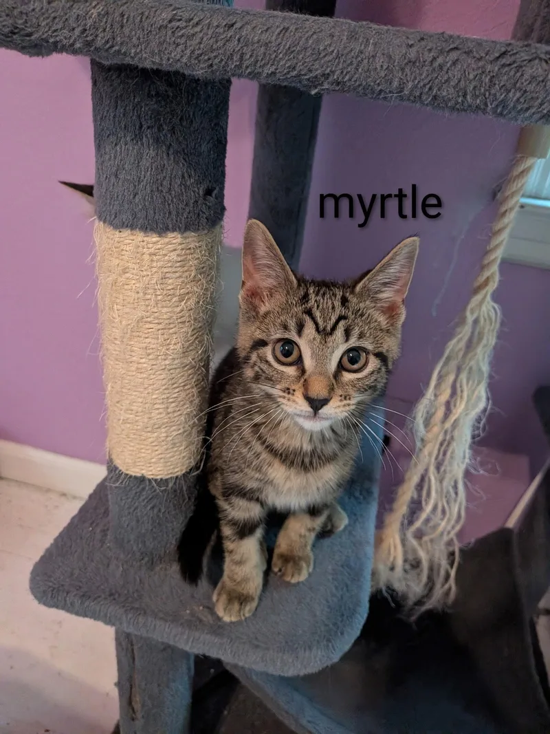 A baby medium-sized female Domestic Short Hair cat named Myrtle for adoption in Kansas City, MO