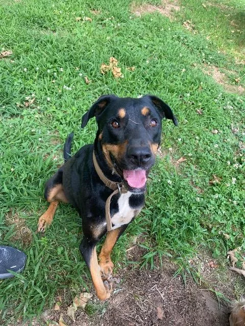 An adult large-sized male Rottweiler dog named Gimp for adoption in Fayetteville, AR