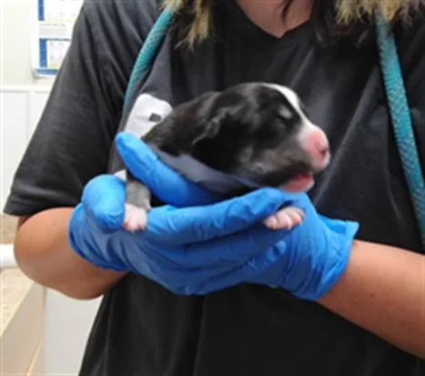 A baby small-sized male Siberian Husky dog named Todd for adoption in Albuquerque, NM
