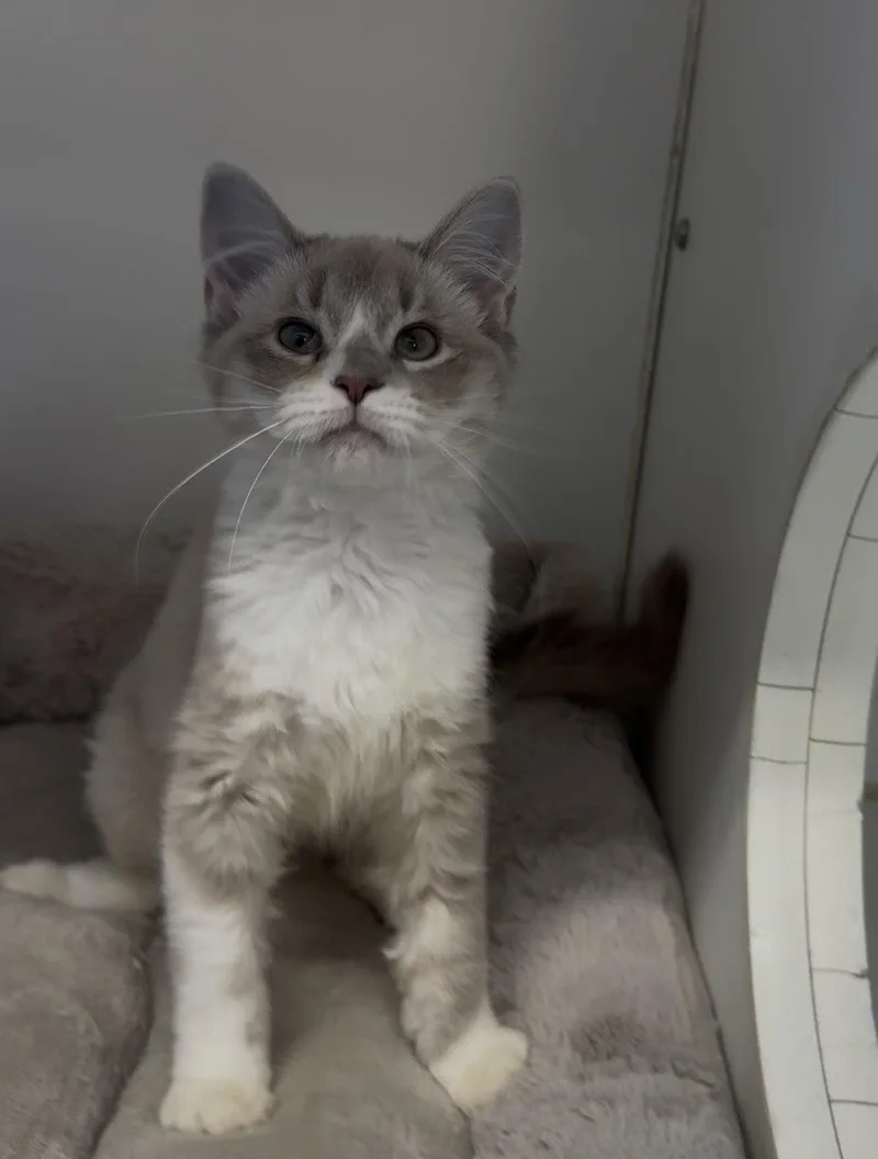 A young medium-sized male Domestic Medium Hair cat named Eminem  mo for adoption in Sterling, MA