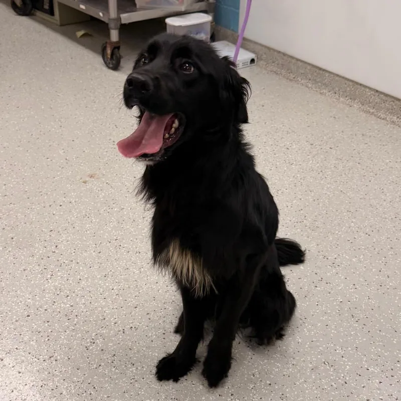 An adult medium-sized male Border Collie dog named Black Beauty for adoption in Indianapolis, IN