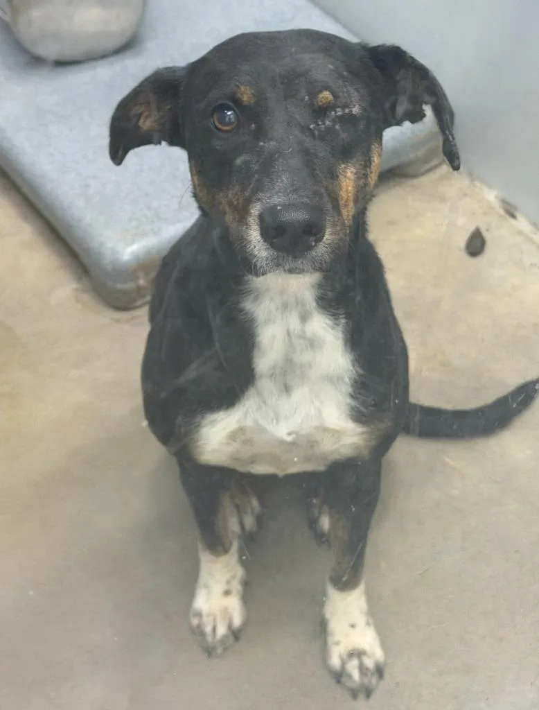 A young medium-sized female Beagle dog named Ella for adoption in North Syracuse, NY