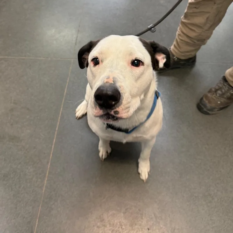 An adult large-sized female White / Cream Pit Bull Terrier dog named Mable for adoption in Idaho Falls, ID