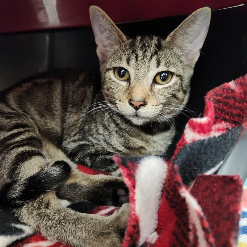A baby small-sized male Brown / Chocolate Domestic Short Hair cat named Wifi for adoption in Fort Wayne, IN