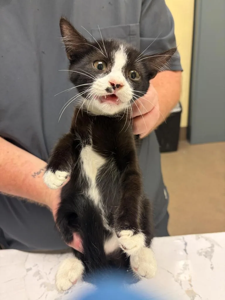 A baby medium-sized male Domestic Medium Hair cat named Gazpacho๐ด for adoption in Florence, SC