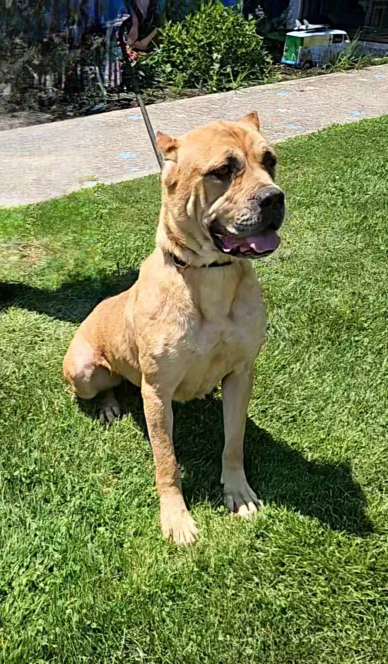 An adult large-sized female Yellow / Tan / Blond / Fawn Cane Corso dog named Zoey for adoption in Hoopeston, IL