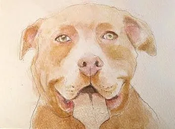 A young medium-sized female Golden American Staffordshire Terrier dog named Beautiful Ms Bliss for adoption in Albuquerque, NM