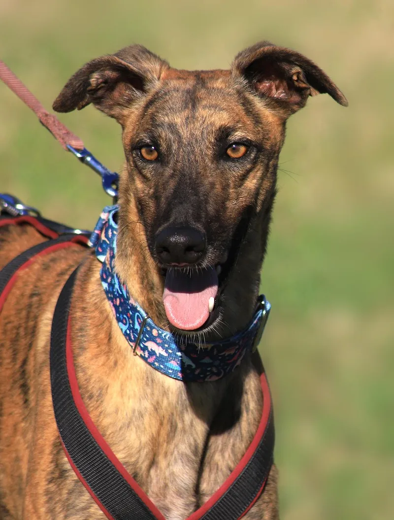 A young medium-sized male Greyhound dog named Rex for adoption in North Fort Myers, FL