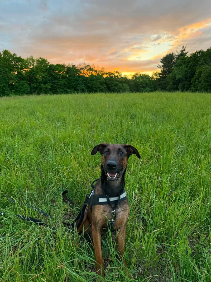 An adult large-sized female Bicolor Belgian Shepherd / Malinois dog named Hope for adoption in Albany, NY