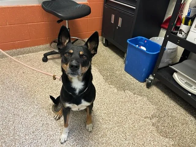 An adult medium-sized male Australian Kelpie dog named Rex for adoption in Pueblo, CO