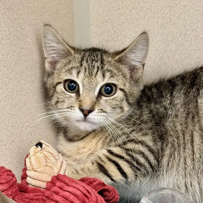 A baby small-sized female Brown / Chocolate Domestic Short Hair cat named Shaken for adoption in New York, NY