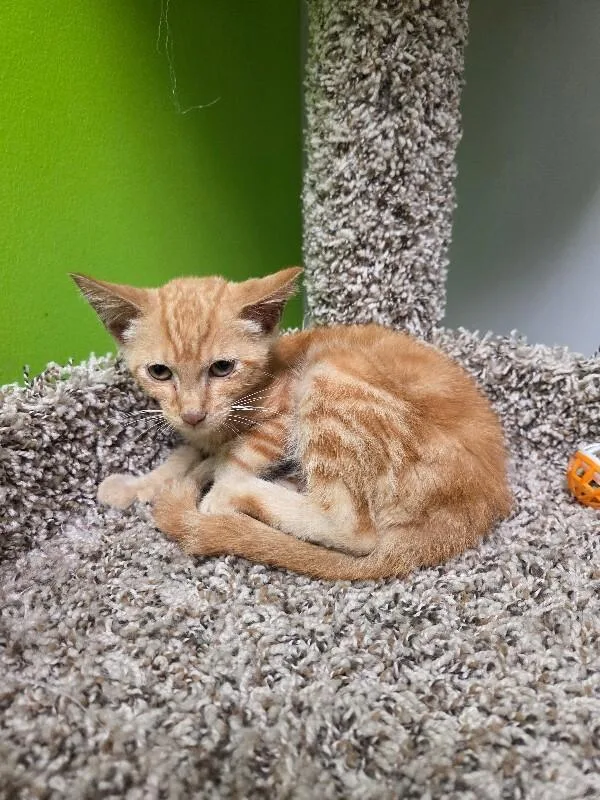 A young medium-sized male Tabby (Orange / Red) Domestic Short Hair cat named Papaya for adoption in Jackson, TN