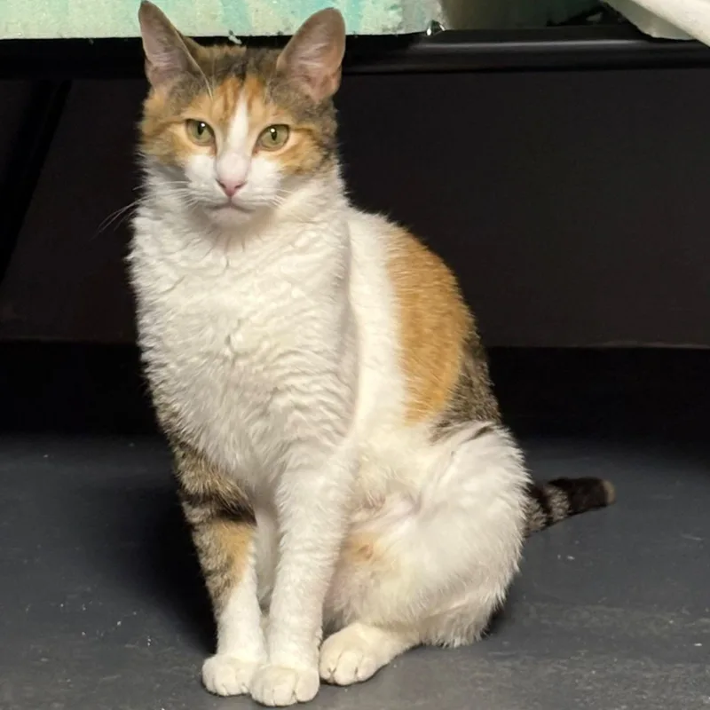 A young medium-sized female Calico cat named Bella for adoption in Astoria, NY