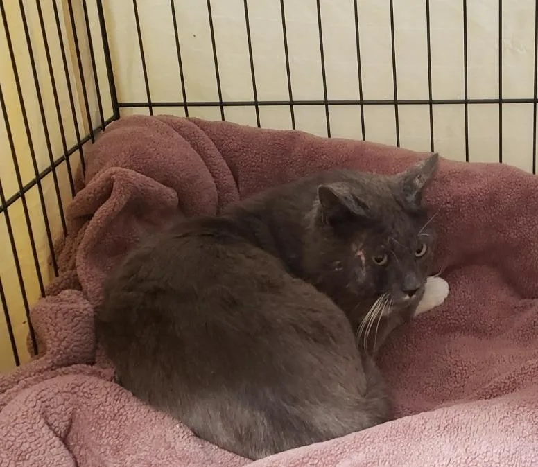 A young small-sized male Domestic Short Hair cat named Gandolf The Gray for adoption in Thousand Oaks, CA