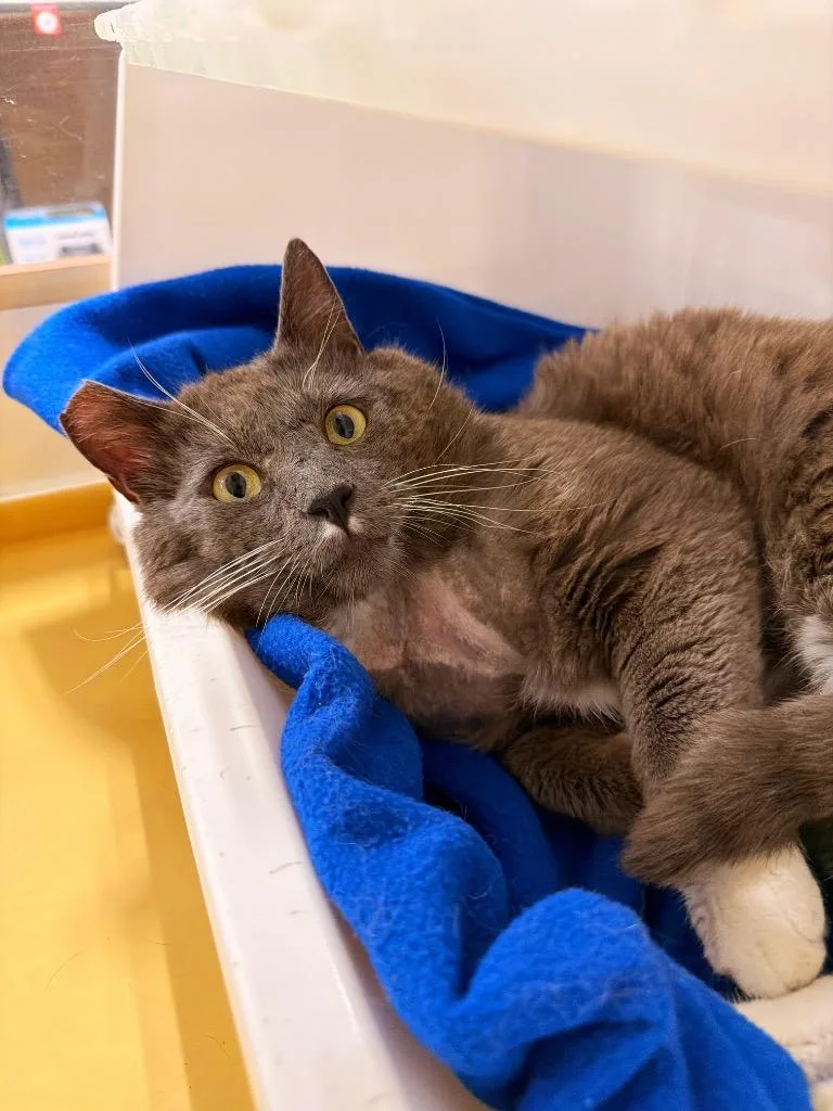 Gandolf The Gray thumbnail 2