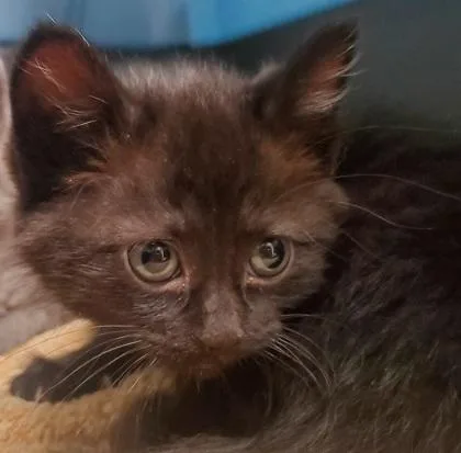 A young large-sized female Domestic Short Hair cat named Firefly for adoption in Kansas City, MO