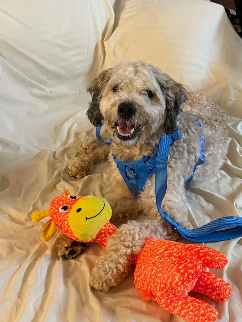 An adult medium-sized male Apricot / Beige Cockapoo dog named Blue for adoption in Marietta, GA
