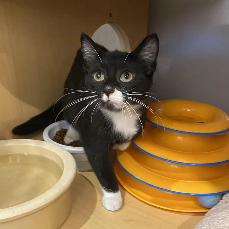 A baby small-sized female Black Domestic Short Hair cat named Onyx for adoption in Washington Township, OH