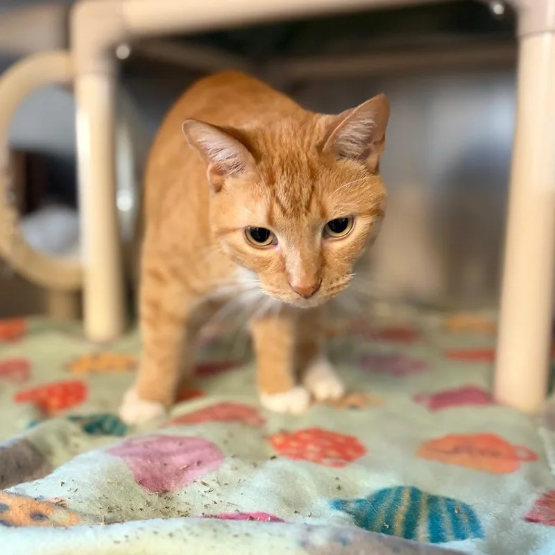 An adult medium-sized female Domestic Short Hair cat named Nara for adoption in Milan, IL