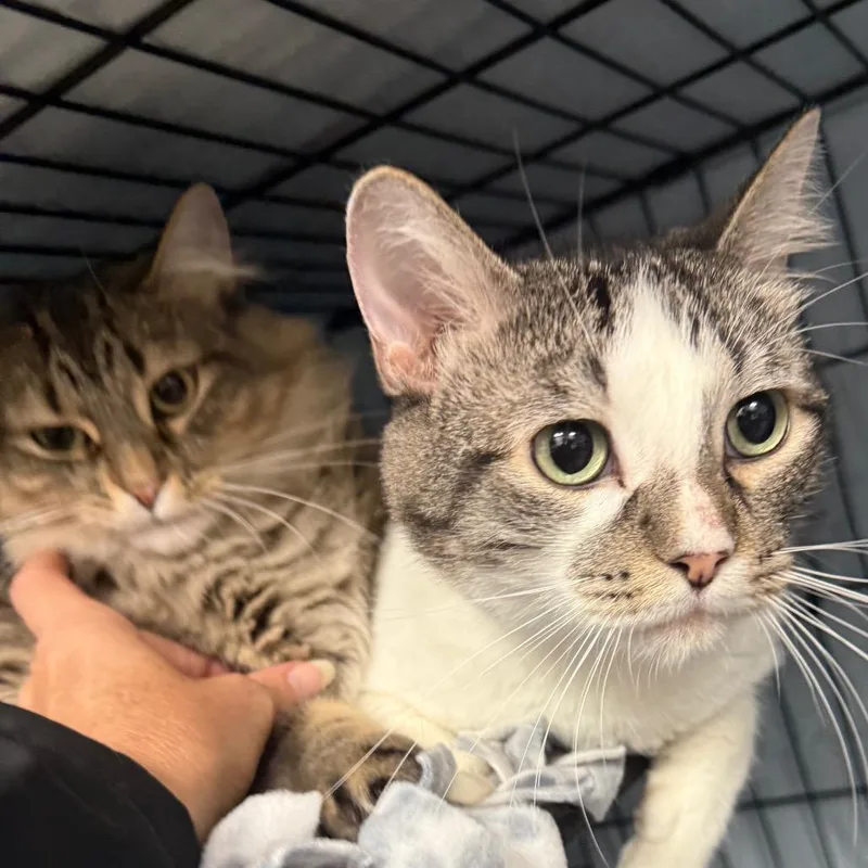 An adult large-sized male Domestic Short Hair cat named Tito for adoption in Normal, IL
