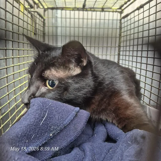 An adult small-sized female Domestic Short Hair cat named Bonita for adoption in San Antonio, TX