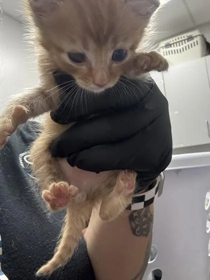 A baby small-sized male Domestic Short Hair cat named Lil Dicky for adoption in Sevierville, TN