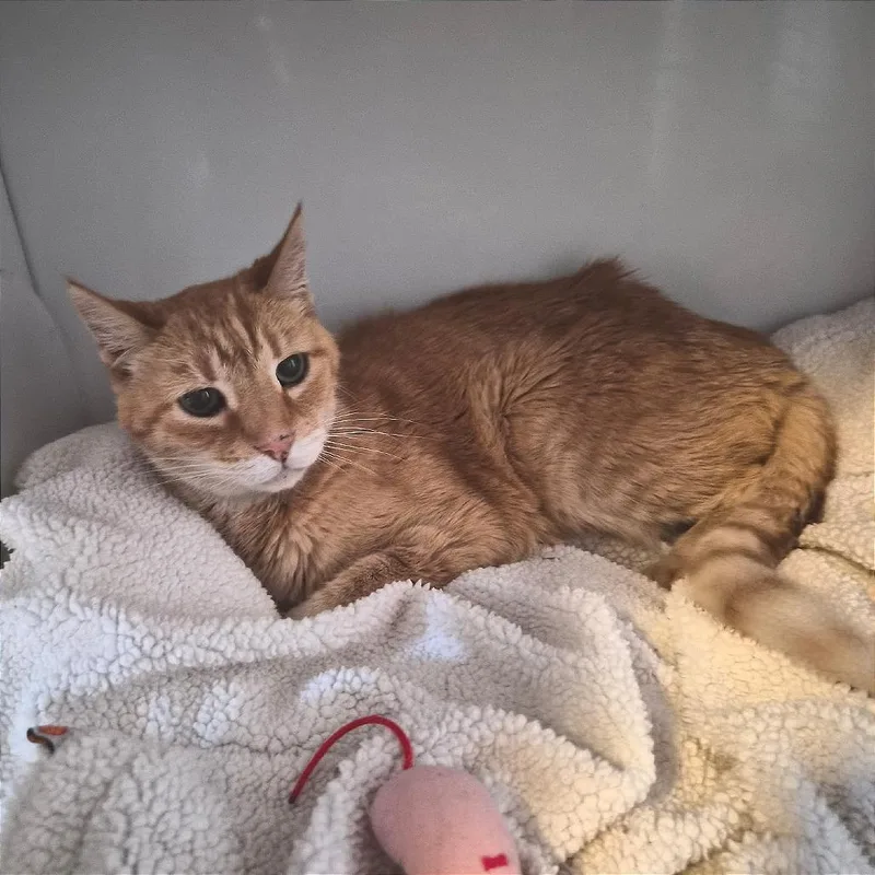 A senior small-sized female Orange / Red Domestic Short Hair cat named Chloe for adoption in Prescott, AZ
