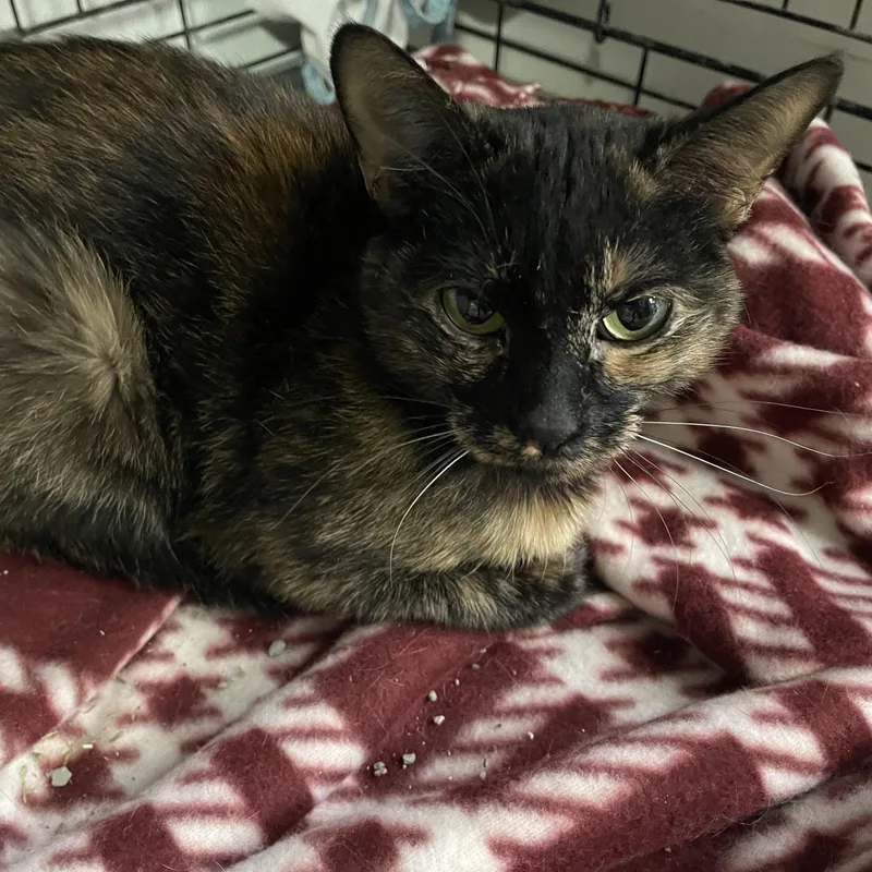 Lil Jesse thumbnail 3