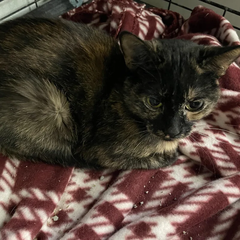 Lil Jesse thumbnail 4