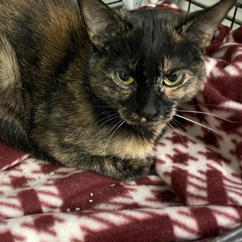 Lil Jesse thumbnail 5