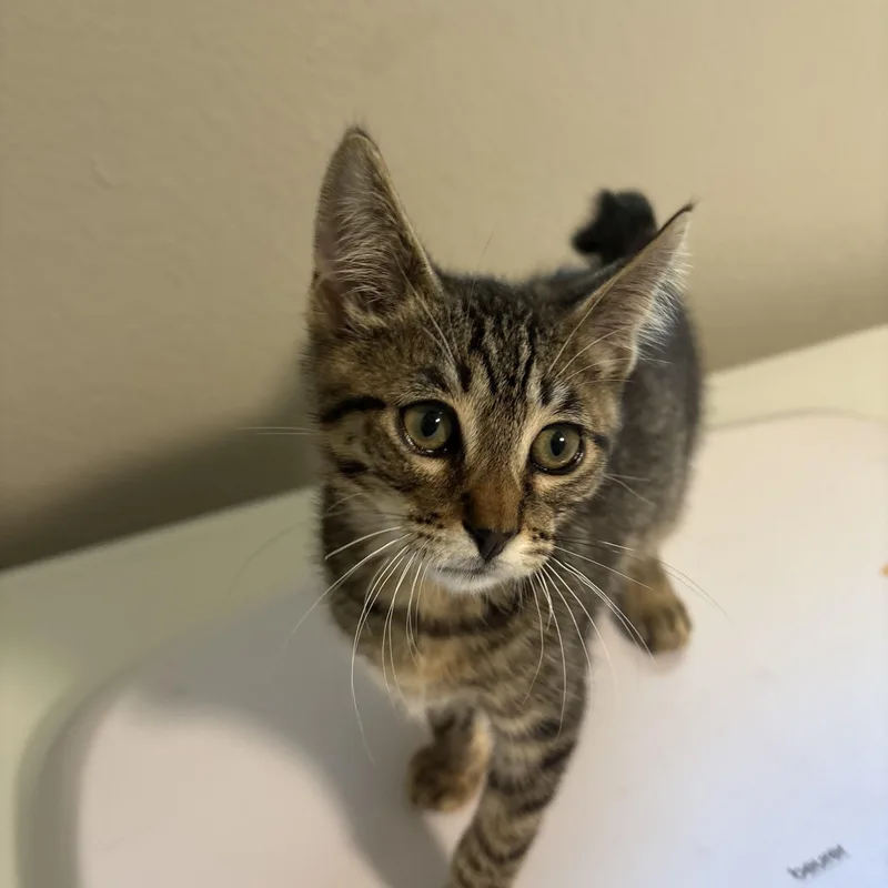 A young medium-sized male Tabby (Brown / Chocolate) Domestic Short Hair cat named Leo for adoption in Hillsboro, OR