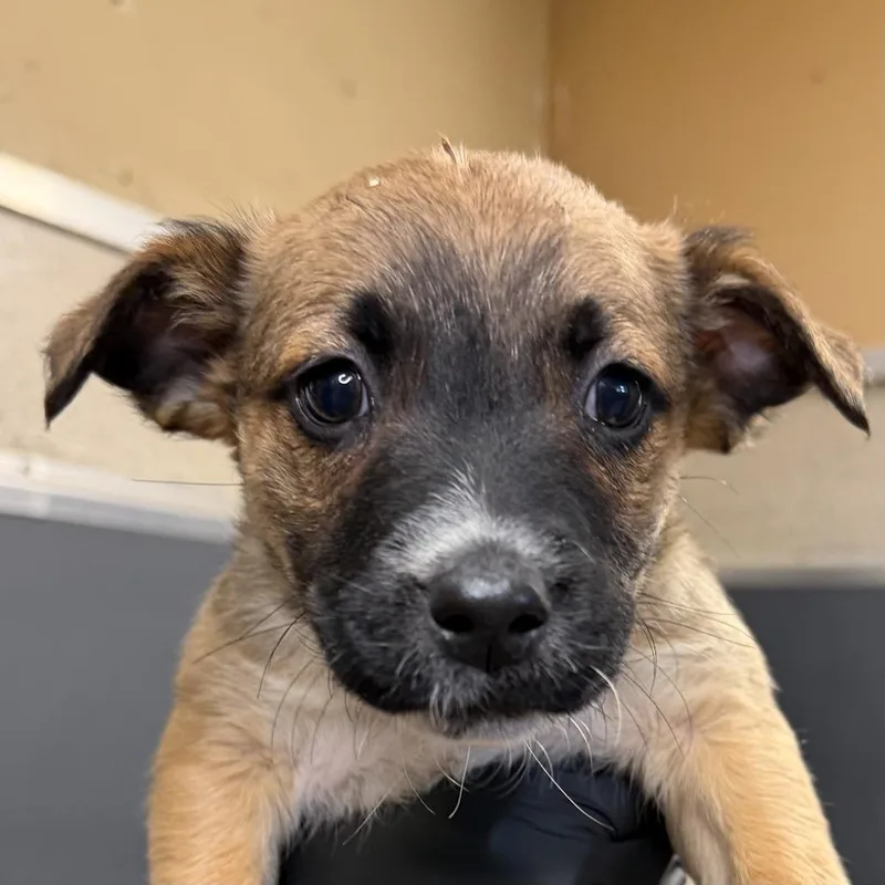 A baby small-sized female Brown / Chocolate Shepherd dog named Tully for adoption in Palm Springs, CA