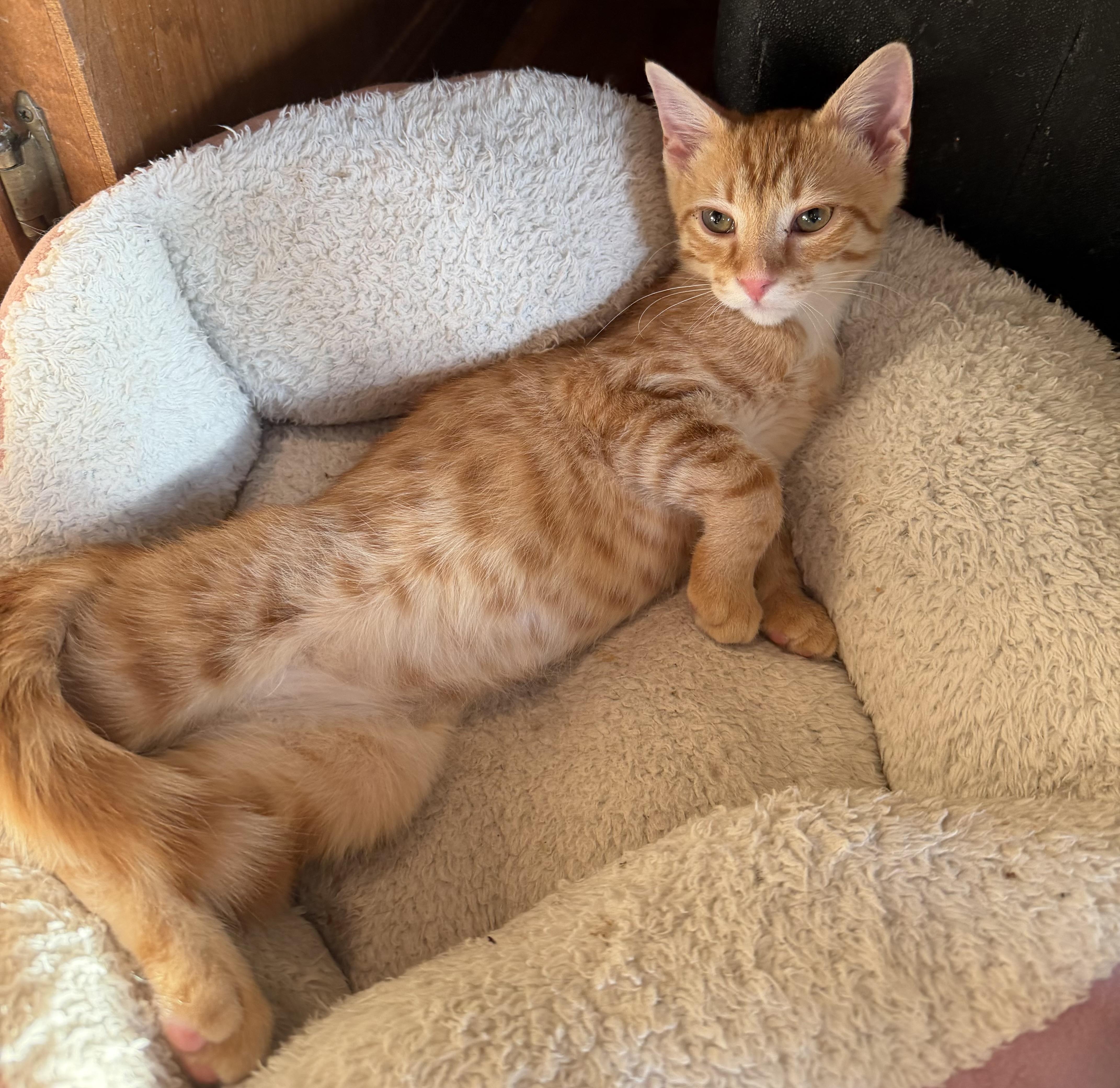 A baby small-sized male Domestic Short Hair cat named Ramesses for adoption in Williamsville, NY